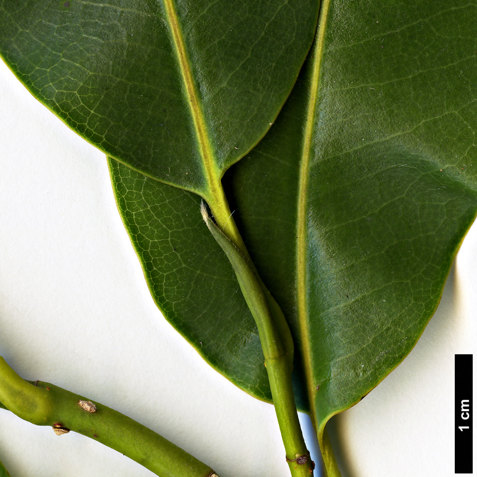 High resolution image: Family: Magnoliaceae - Genus: Magnolia - Taxon: cathcartii High resolution image: Family: Magnoliaceae - Genus: Magnolia - Taxon: cathcartii